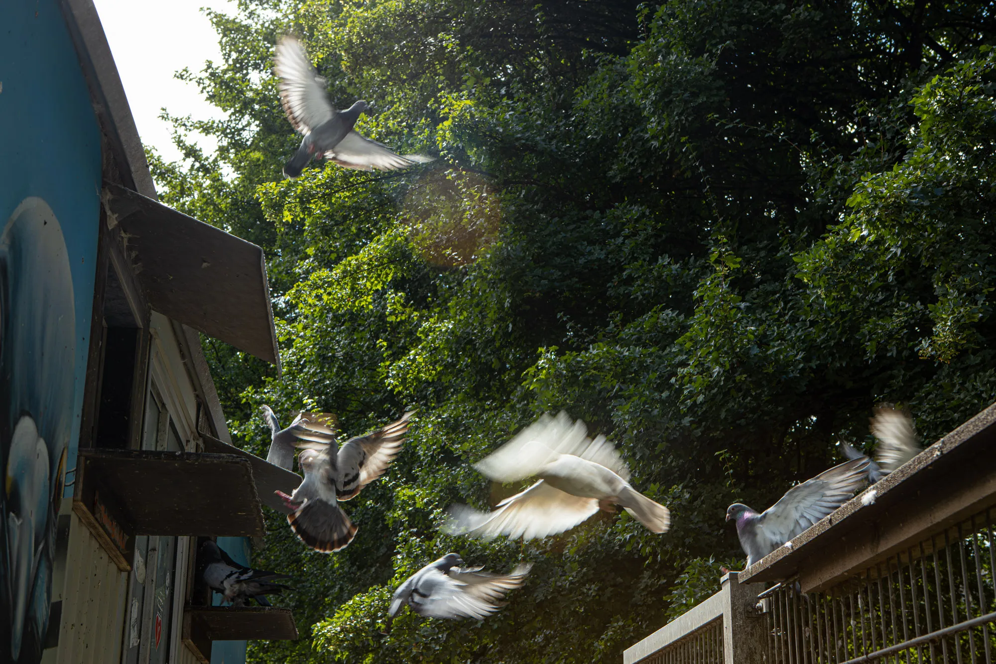Taubenwagen im öffentlichen Raum in Bielefeld als Teil eines Tierschutzprojekts