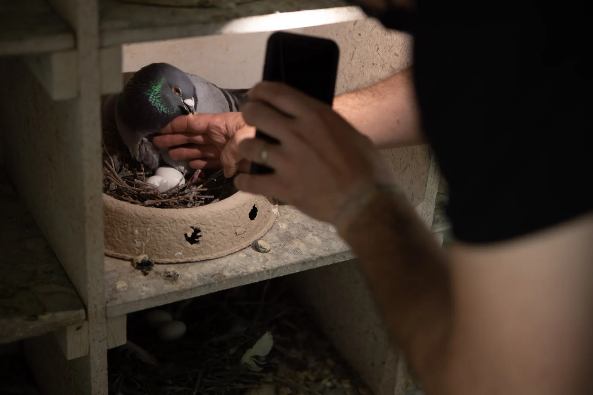 Detailaufnahme aus der täglichen Arbeit am Taubenwagen in Bielefeld