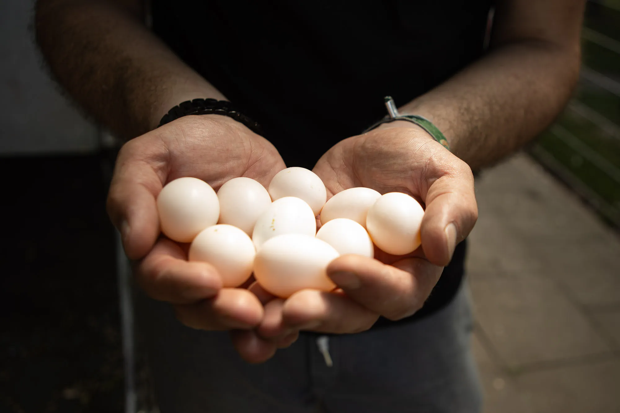 Detailaufnahme aus der täglichen Arbeit am Taubenwagen in Bielefeld