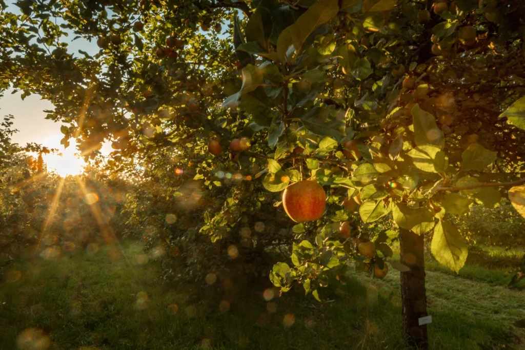 Detailaufnahme historischer Apfelsorten im Obst-Arboretum Olderdissen