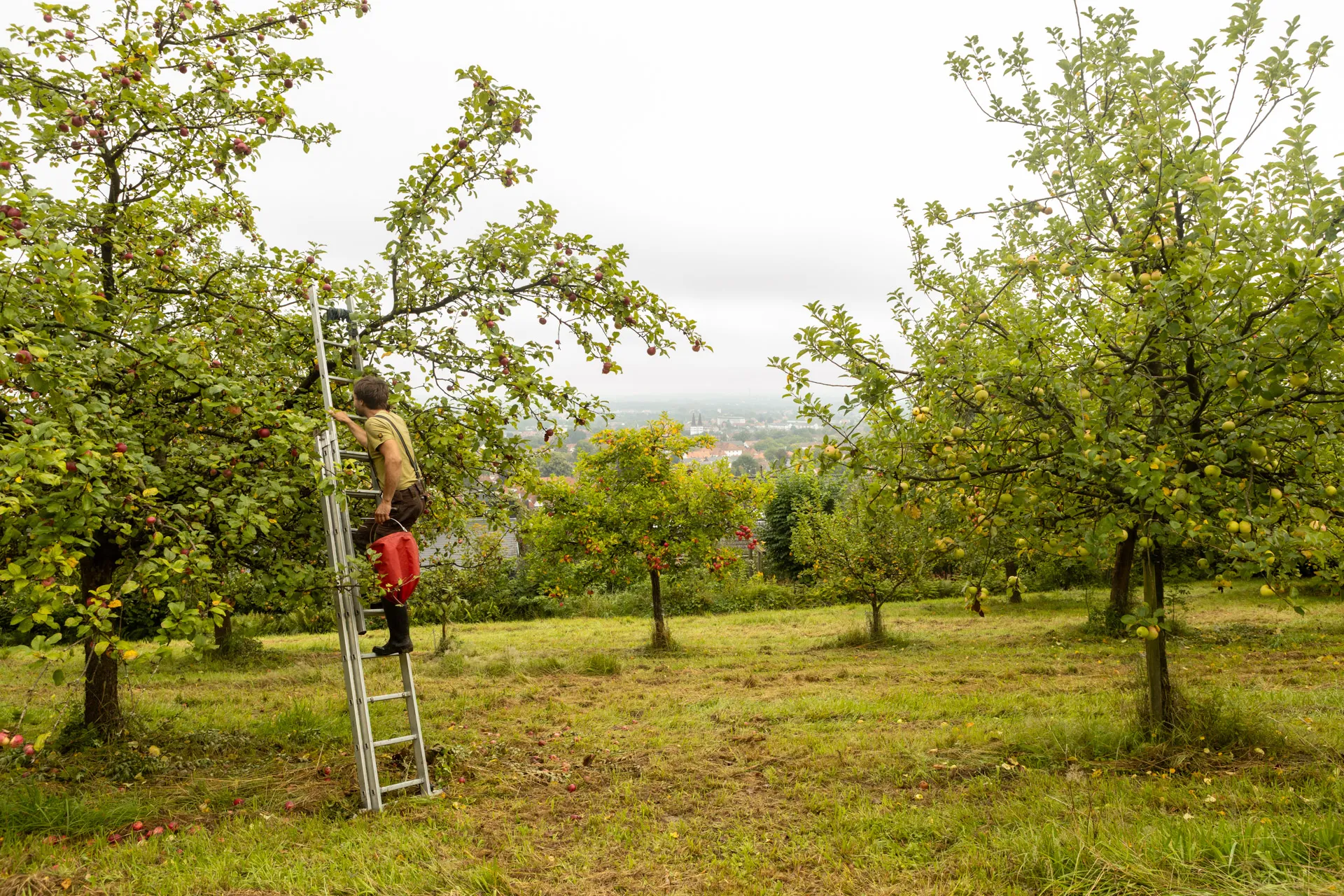 Ernte im Obst-Arboretum Olderdissen zum Erhalt und zur Pflege regionaler Obstsorten