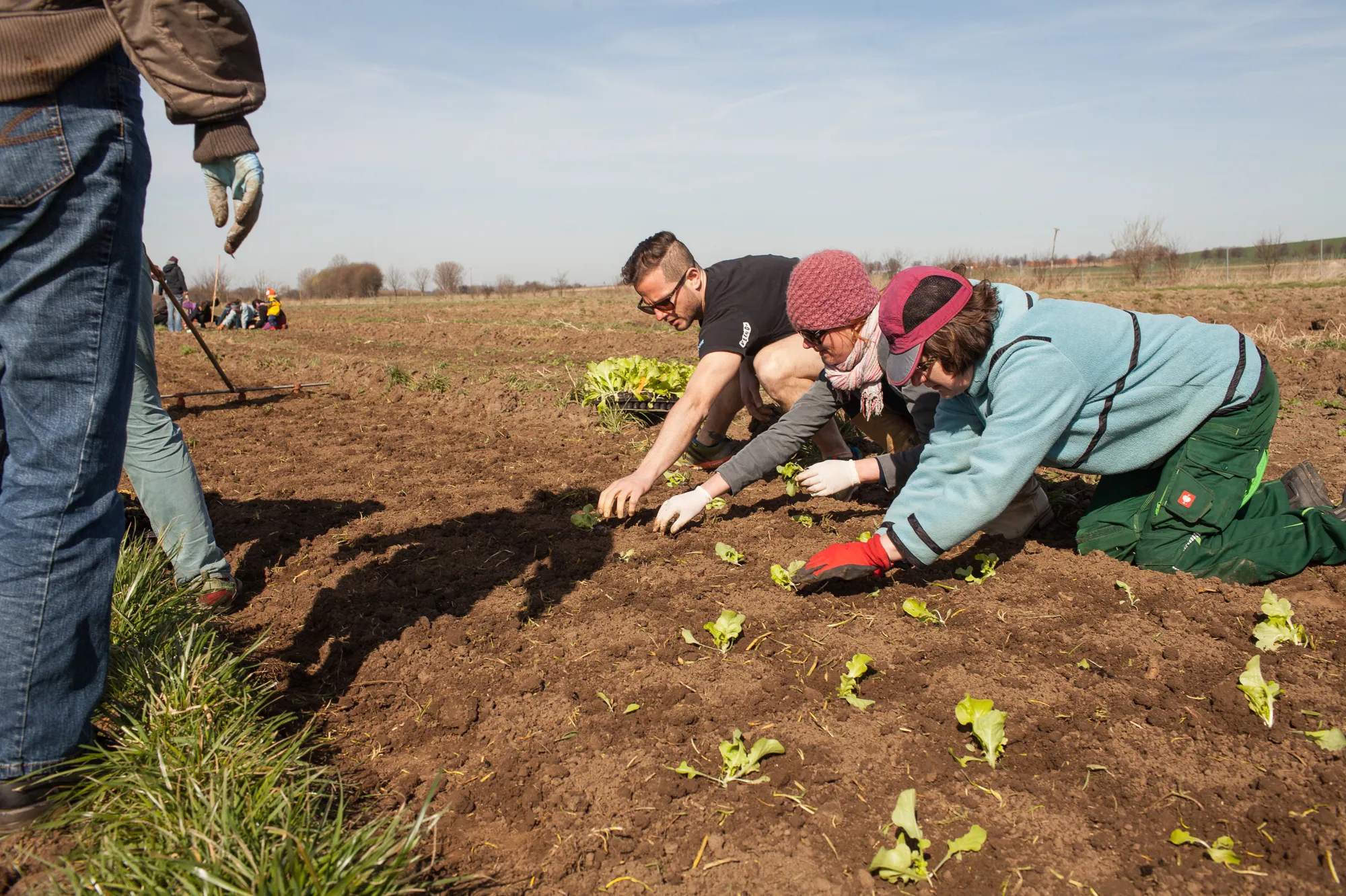 Arbeitssituation aus der landwirtschaftlichen Praxis der Solidarischen Landwirtschaft Wildwuchs