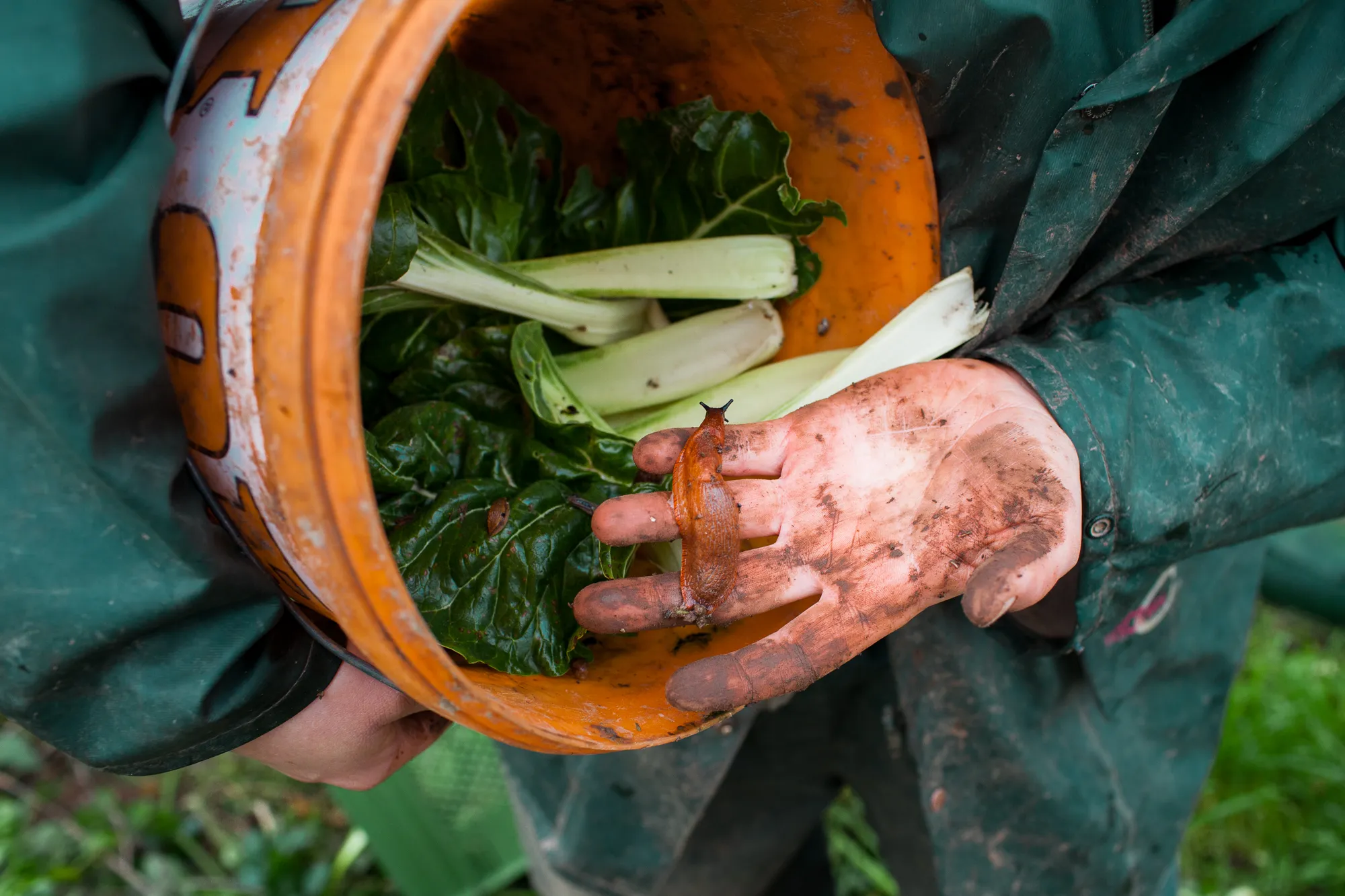 Detailaufnahme aus der vegan-landwirtschaftlichen Praxis der Solidarischen Landwirtschaft Wildwuchs