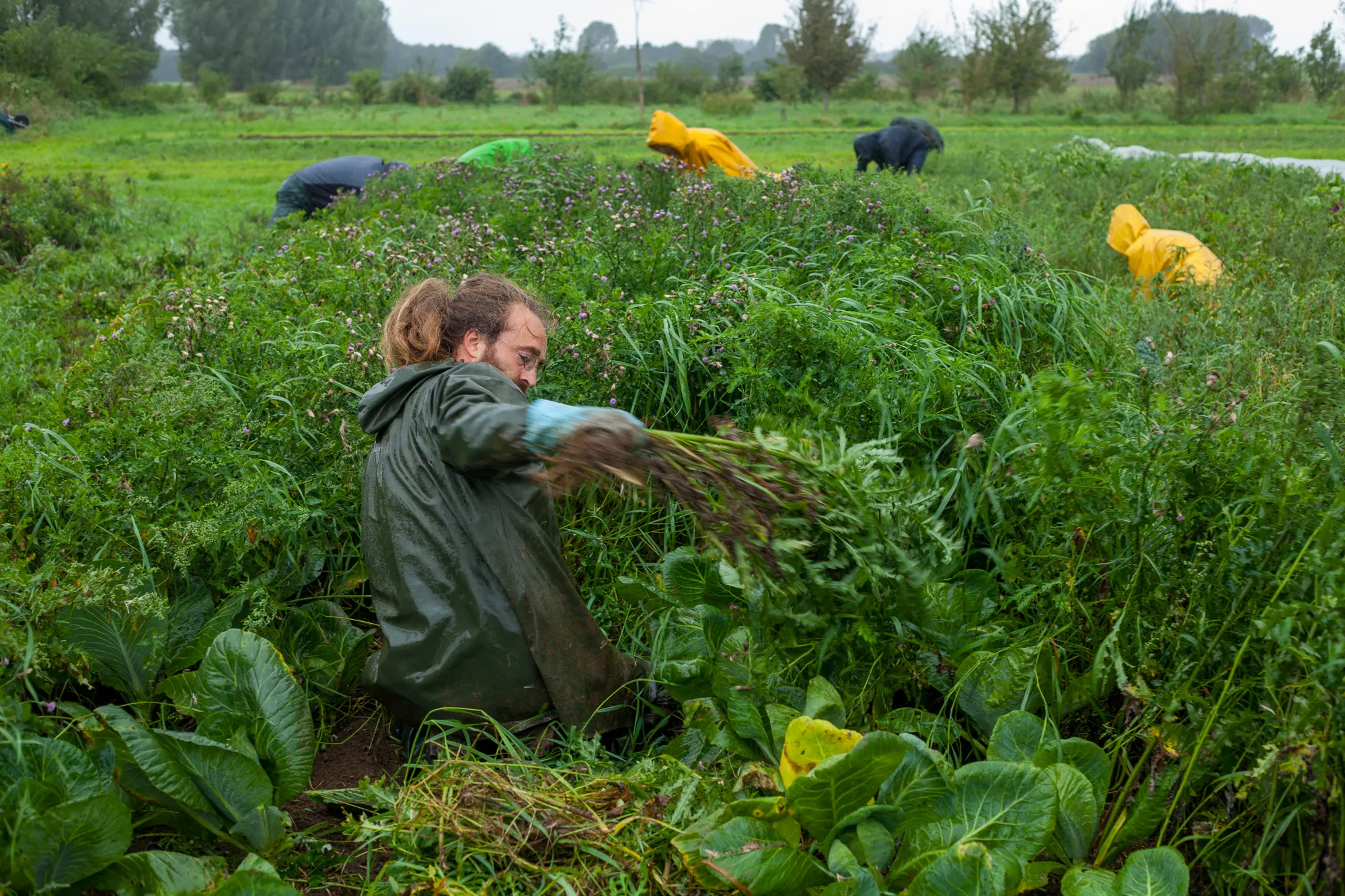Arbeitssituation aus der landwirtschaftlichen Praxis der Solidarischen Landwirtschaft Wildwuchs