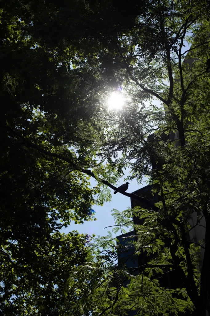 Stadttaube im städtischen Umfeld in Bielefeld