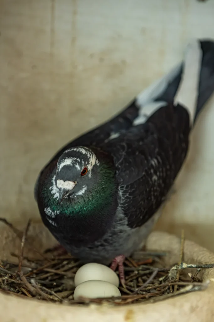 Detailaufnahme aus dem Innenraum vom Taubenwagen in Bielefeld