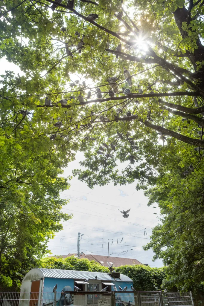 Taubenwagen im öffentlichen Raum in Bielefeld als Teil eines Tierschutzprojekts