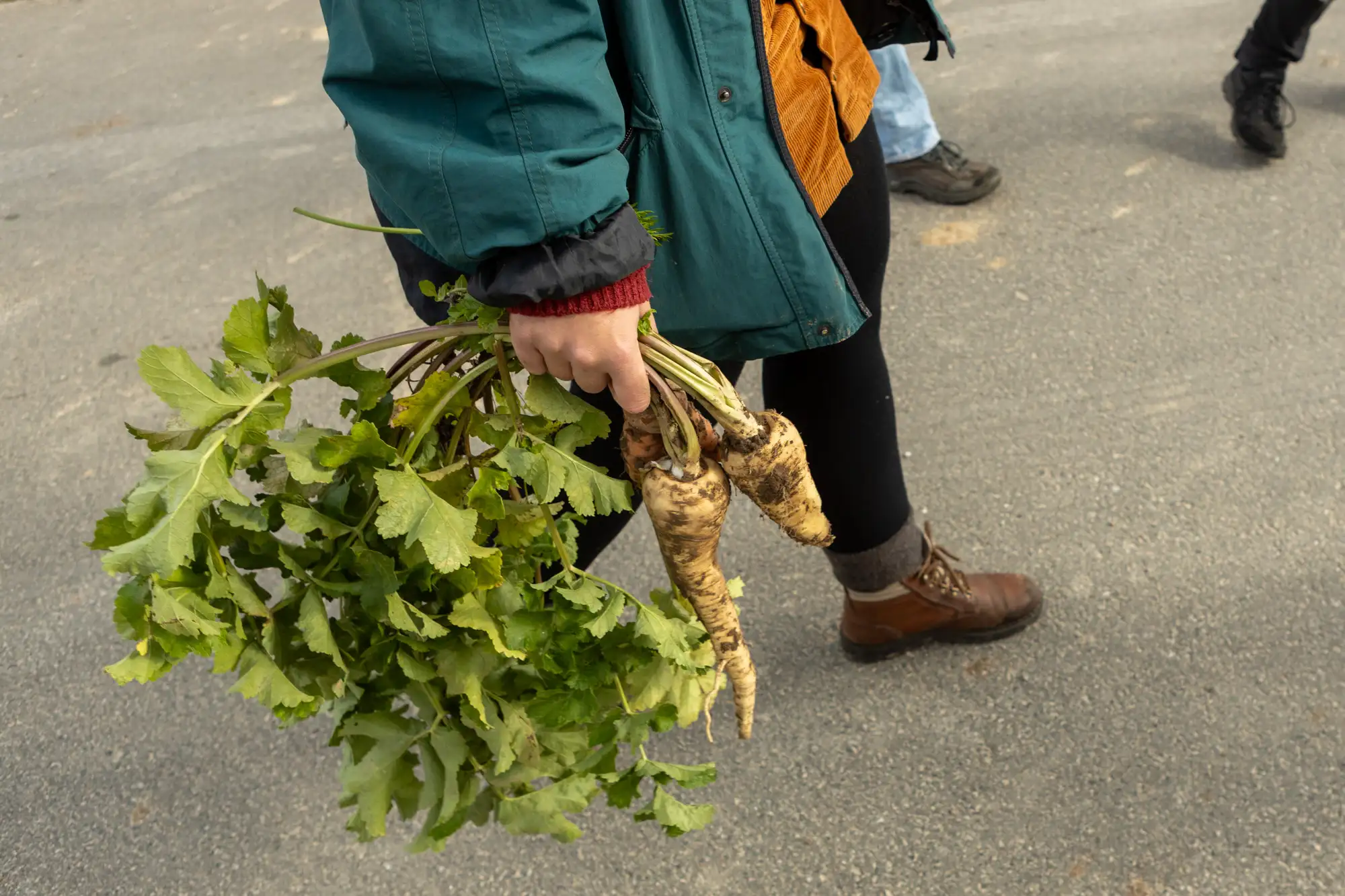 Eine Person hält mehrere frisch geerntete Wurzelgemüse mit grünen Blättern in der Hand.